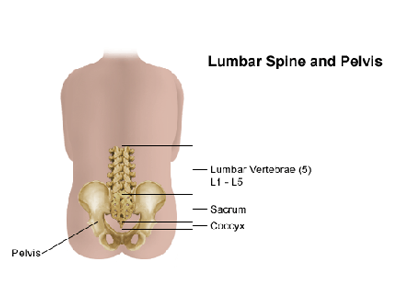 lumbar spine and pelvis